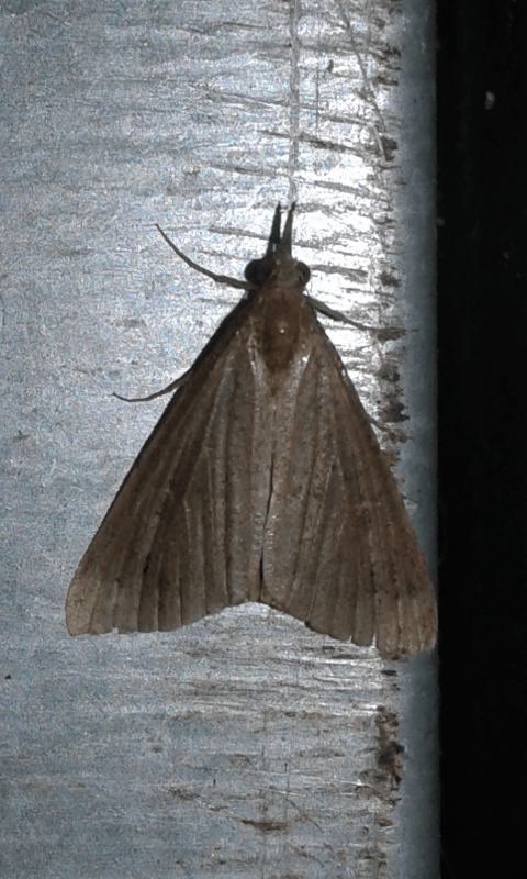 Erebidae : Hypena sp.? S